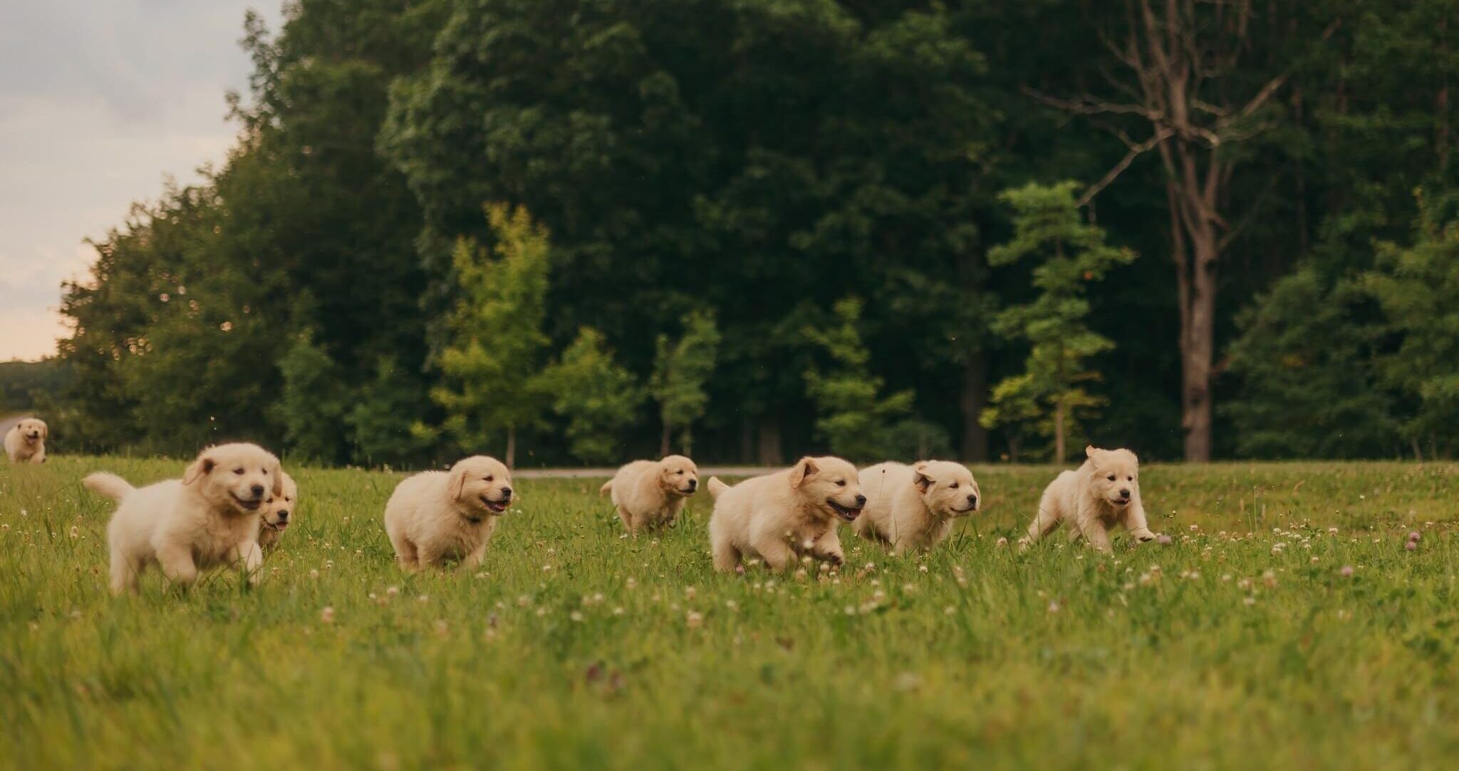 Golden Retriever puppies running through a grassy field.