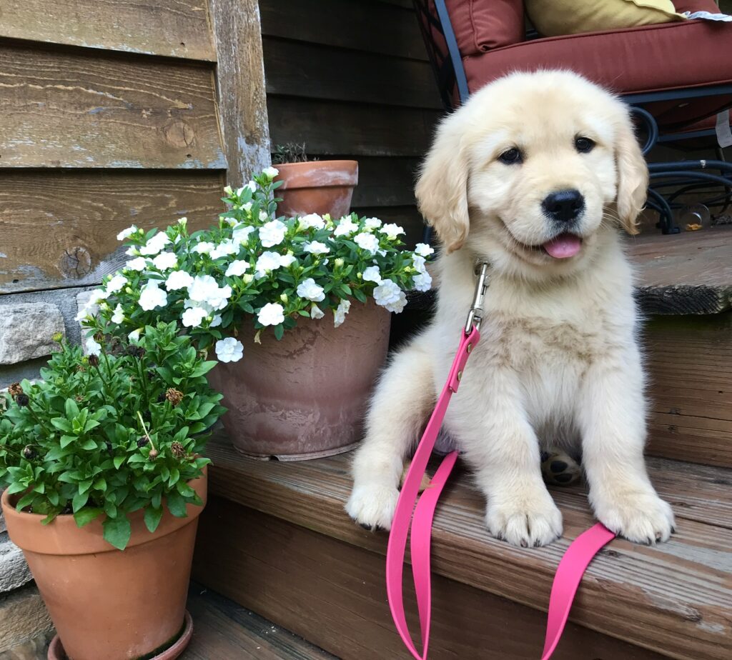 Small Town Golden Retrievers Guardian Home Program