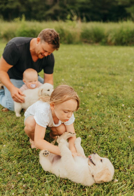 Golden Retriever Puppies for Sale