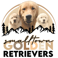 Small Town Golden Retrievers